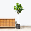 Fiddle Leaf Fig - Bambino XL
