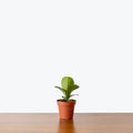 Fiddle Leaf Fig - Bambino