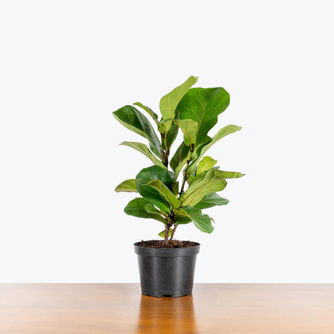 Fiddle Leaf Fig - Bambino