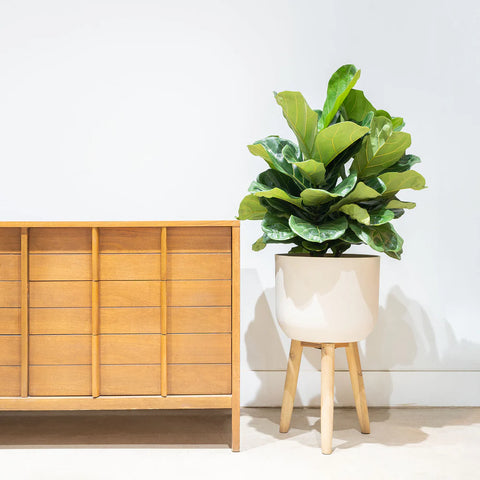 Fiddle Leaf Fig - Bush