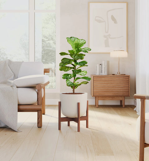 Fiddle Leaf Fig