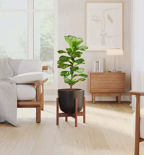 Fiddle Leaf Fig