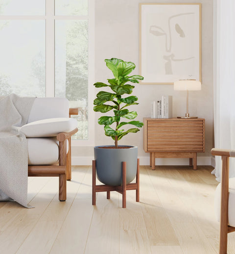 Fiddle Leaf Fig