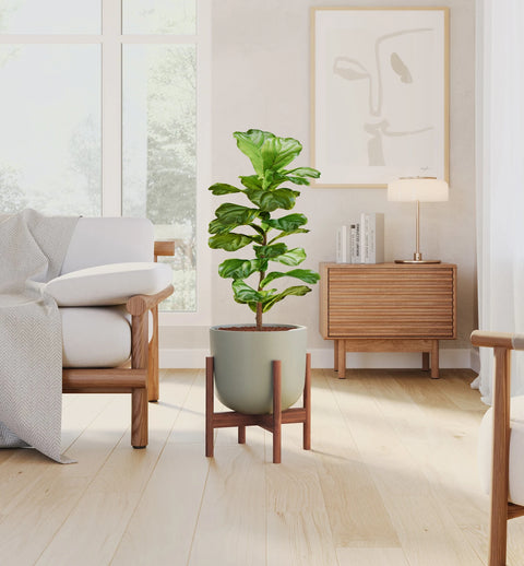 Fiddle Leaf Fig
