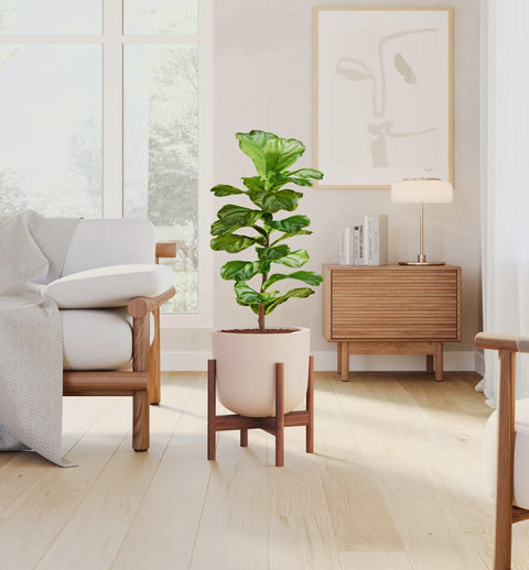 Fiddle Leaf Fig