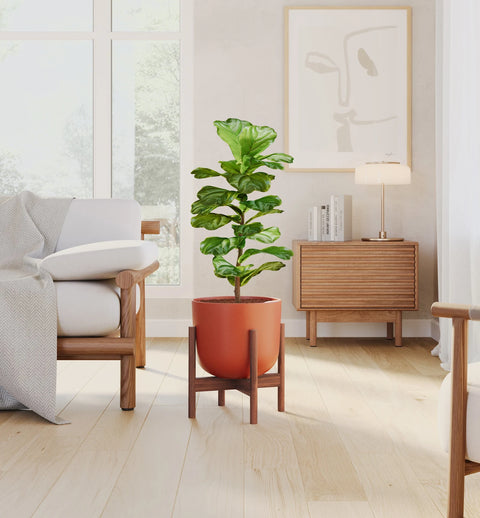 Fiddle Leaf Fig