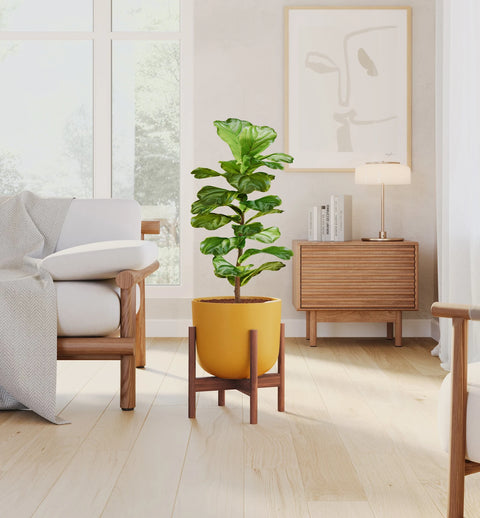 Fiddle Leaf Fig