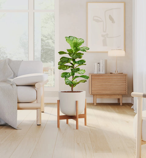 Fiddle Leaf Fig
