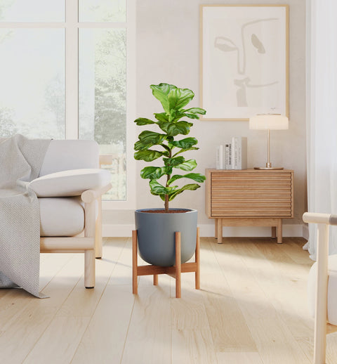 Fiddle Leaf Fig