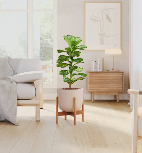 Fiddle Leaf Fig