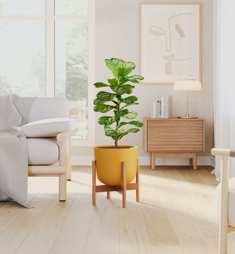 Fiddle Leaf Fig