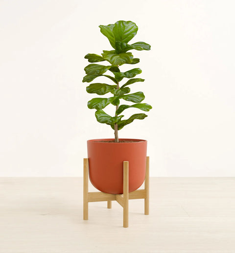 Fiddle Leaf Fig