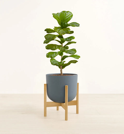 Fiddle Leaf Fig