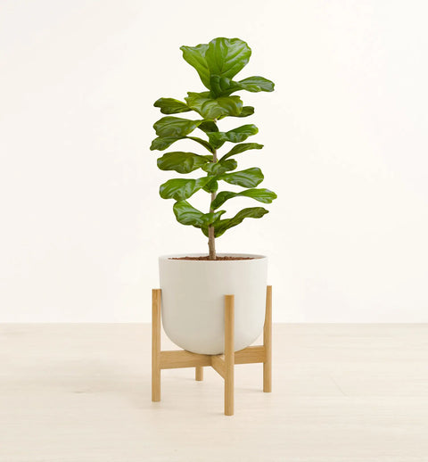 Fiddle Leaf Fig