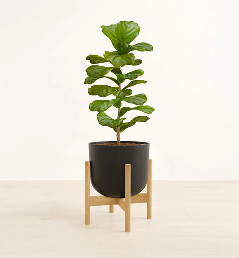 Fiddle Leaf Fig