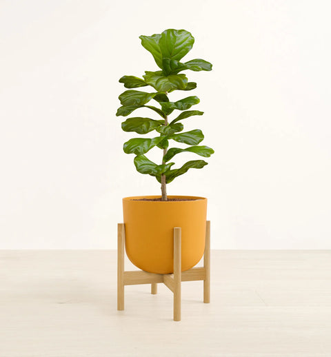 Fiddle Leaf Fig
