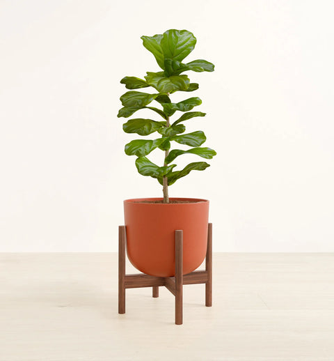 Fiddle Leaf Fig