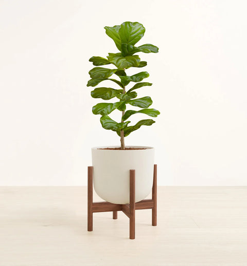 Fiddle Leaf Fig