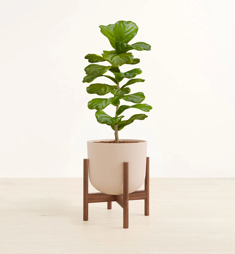 Fiddle Leaf Fig