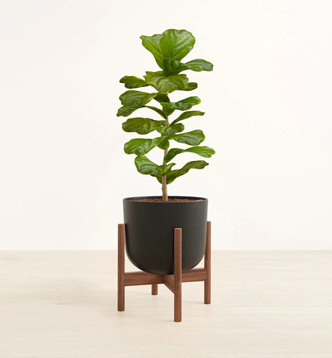 Fiddle Leaf Fig