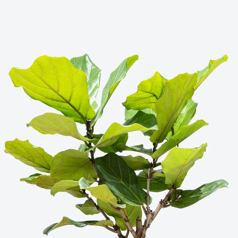 Fiddle Leaf Fig