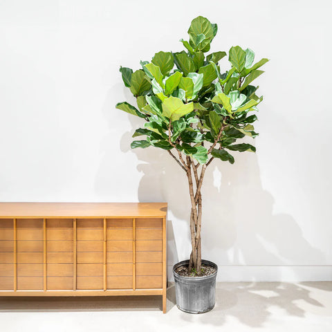 Fiddle Leaf Fig XL
