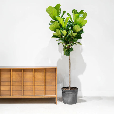 Fiddle Leaf Fig XL