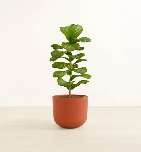 Fiddle Leaf Fig