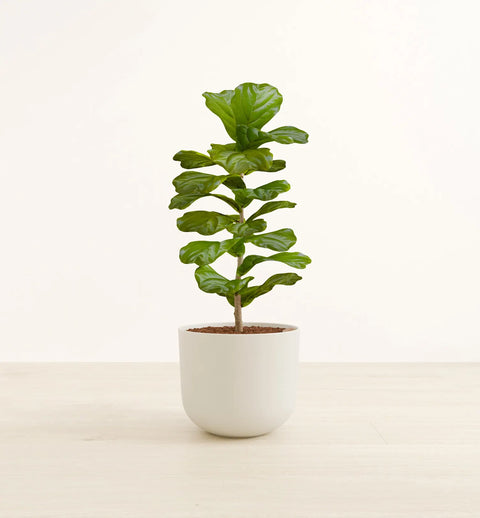 Fiddle Leaf Fig