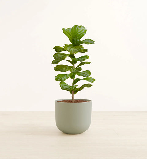 Fiddle Leaf Fig