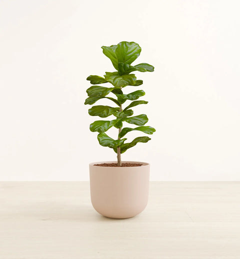 Fiddle Leaf Fig