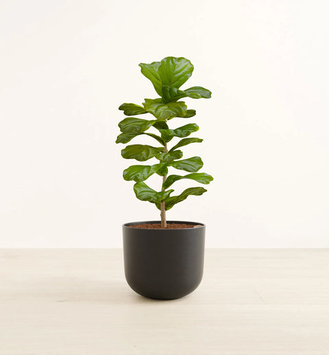 Fiddle Leaf Fig