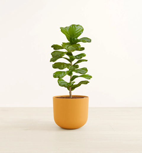 Fiddle Leaf Fig
