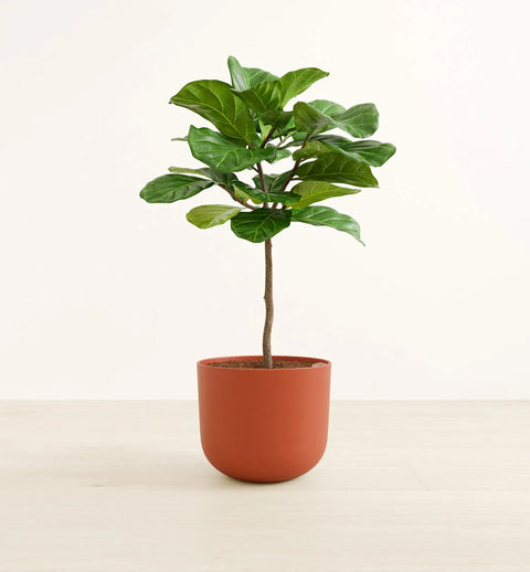 Fiddle Leaf Fig
