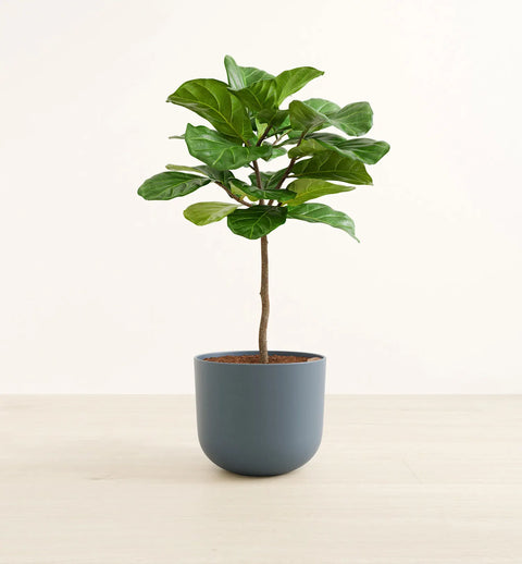 Fiddle Leaf Fig