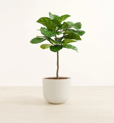 Fiddle Leaf Fig
