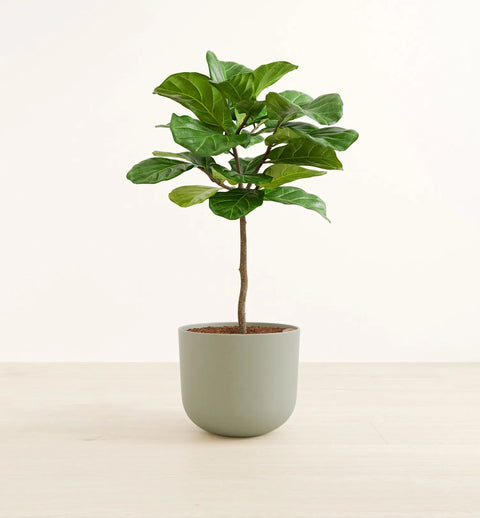 Fiddle Leaf Fig