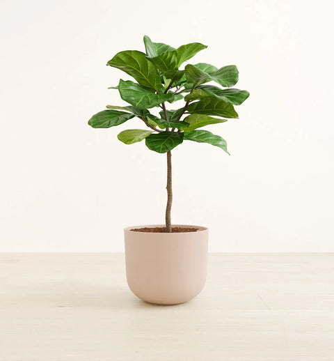Fiddle Leaf Fig