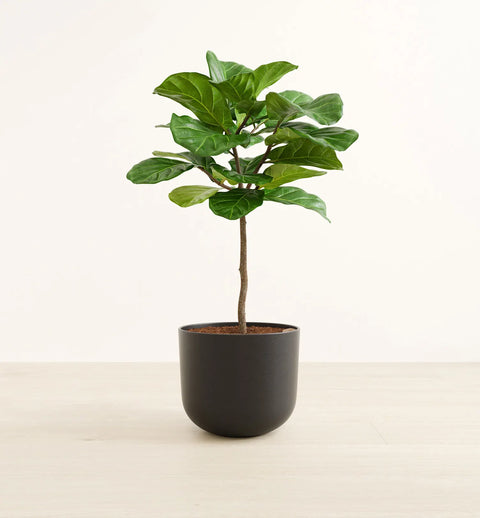 Fiddle Leaf Fig