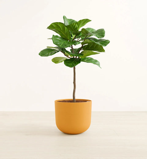 Fiddle Leaf Fig