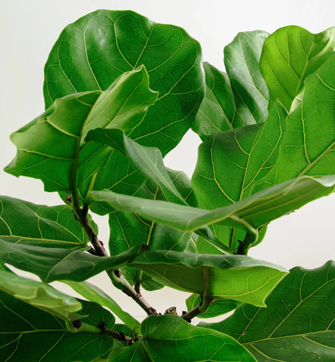 Fiddle Leaf Fig