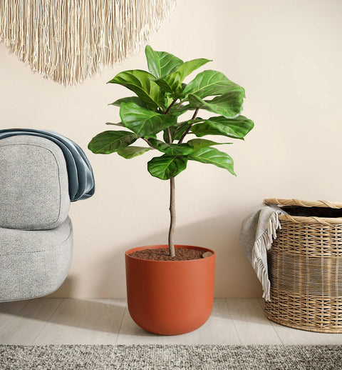 Fiddle Leaf Fig