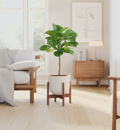 Fiddle Leaf Fig