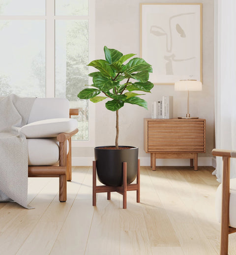 Fiddle Leaf Fig