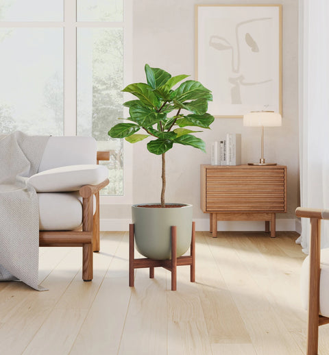Fiddle Leaf Fig