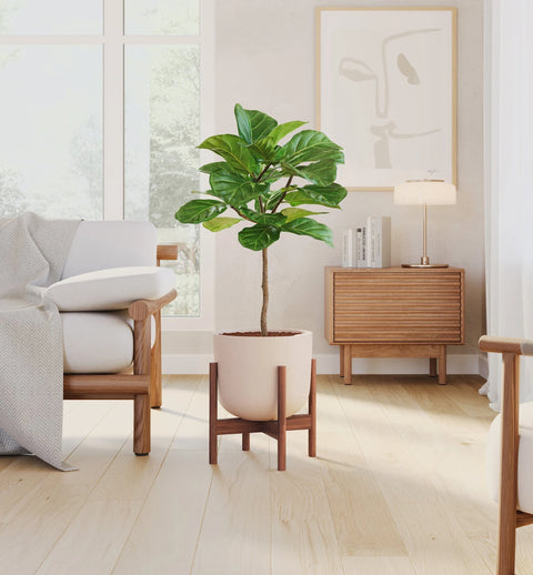 Fiddle Leaf Fig