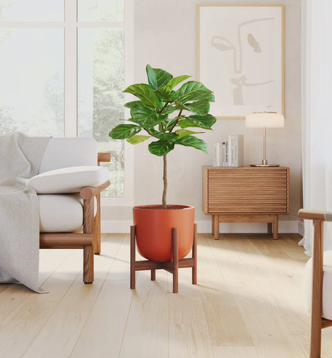 Fiddle Leaf Fig