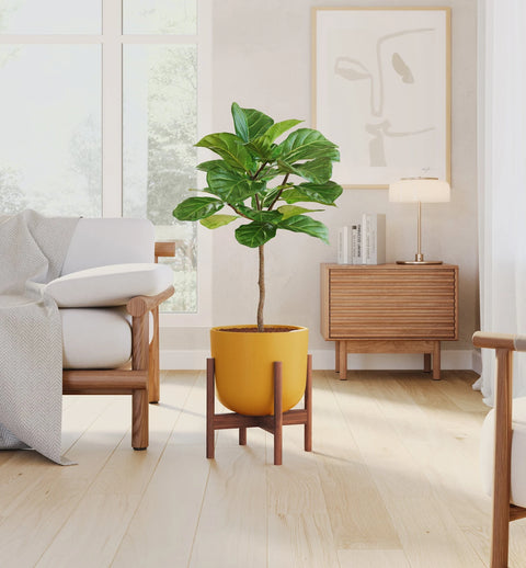 Fiddle Leaf Fig