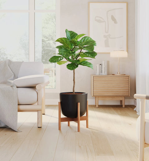 Fiddle Leaf Fig