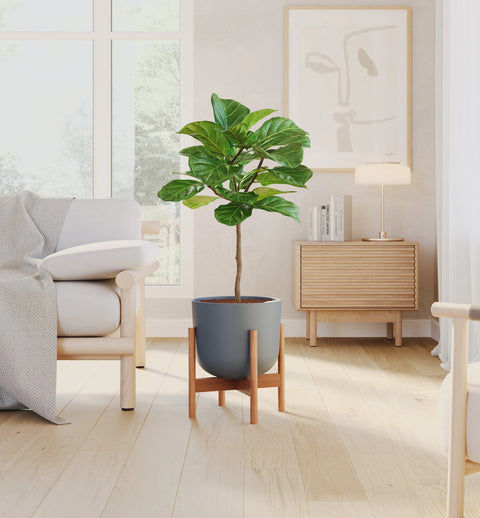 Fiddle Leaf Fig